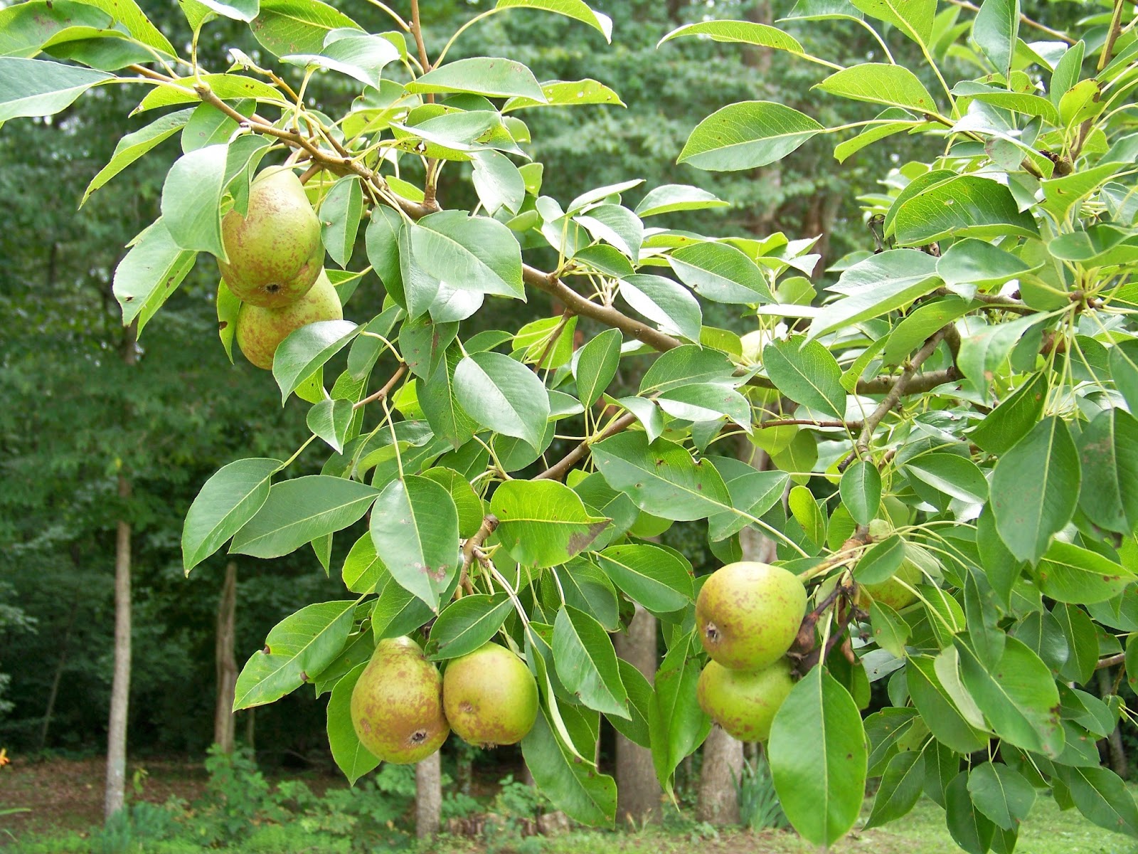 Fruitbomen