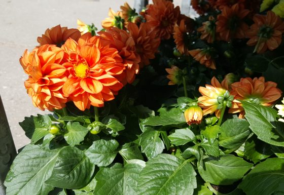 plant2