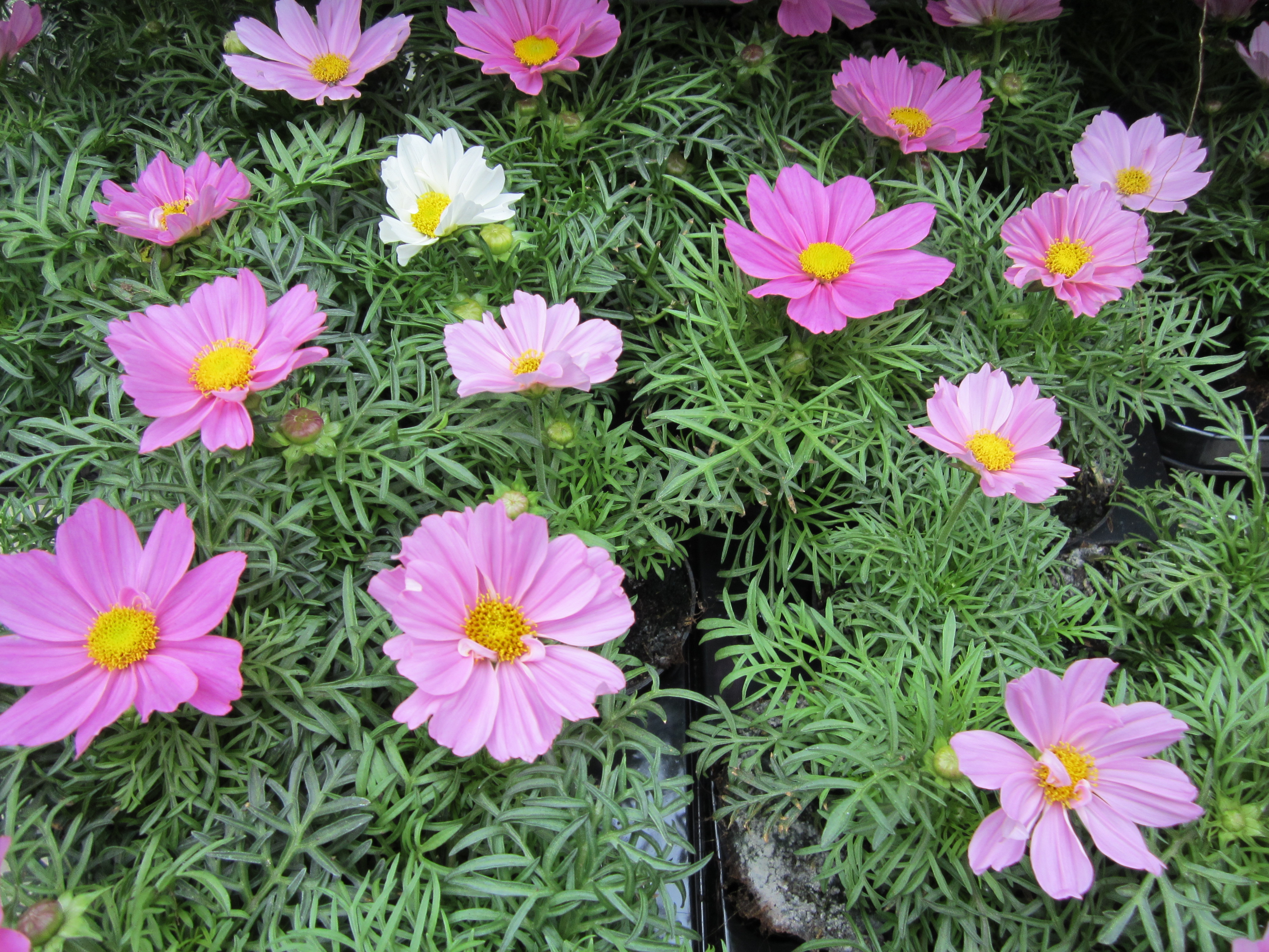 bloem2