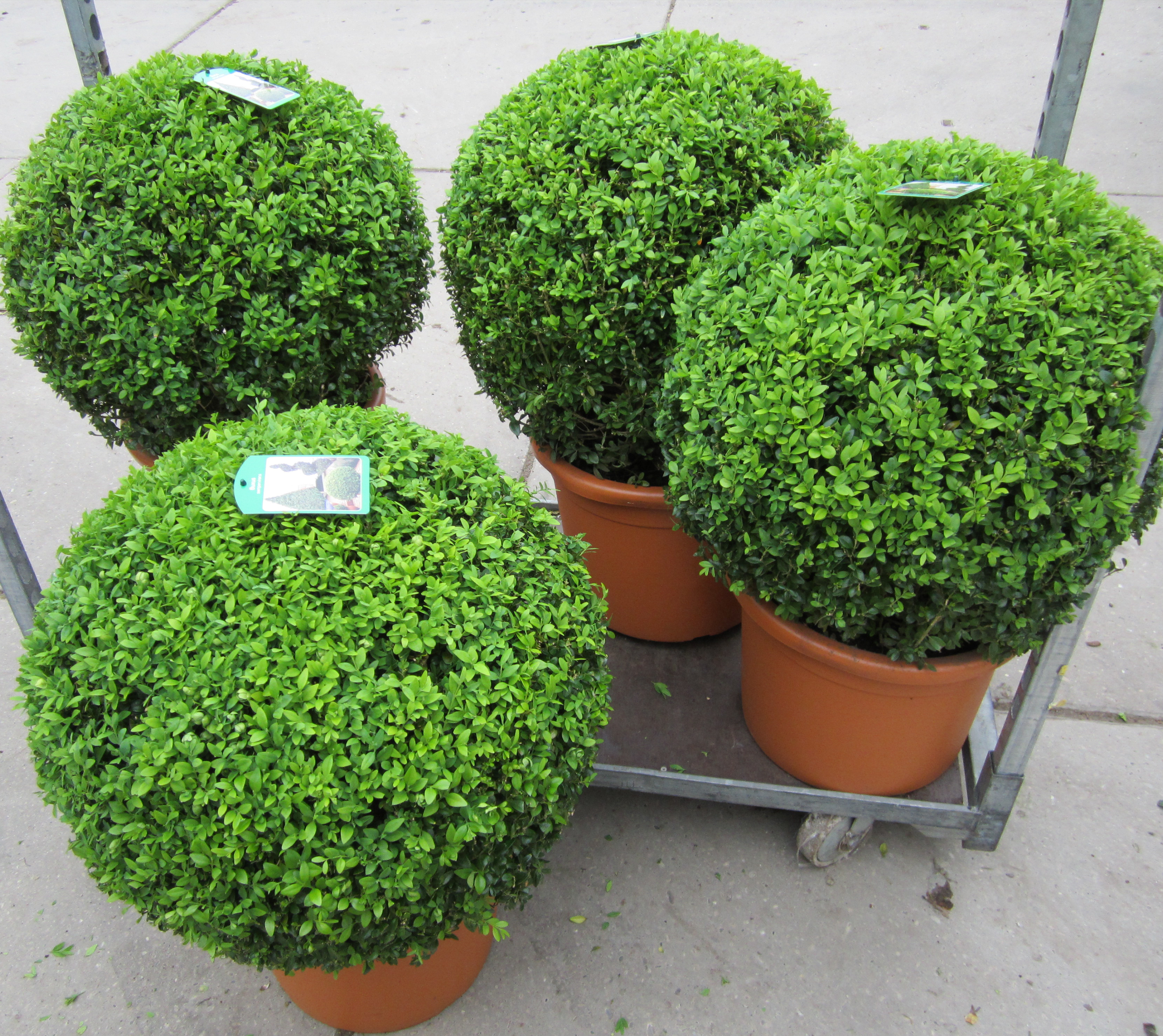 Tuinplanten & haagplanten