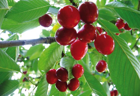 Obstbäume