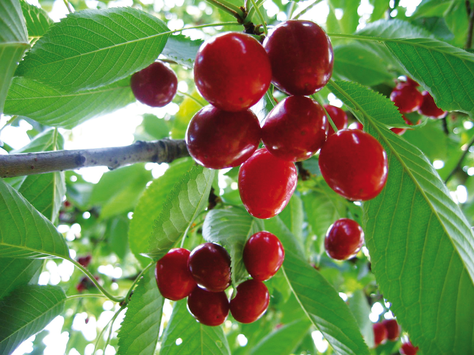 Obstbäume