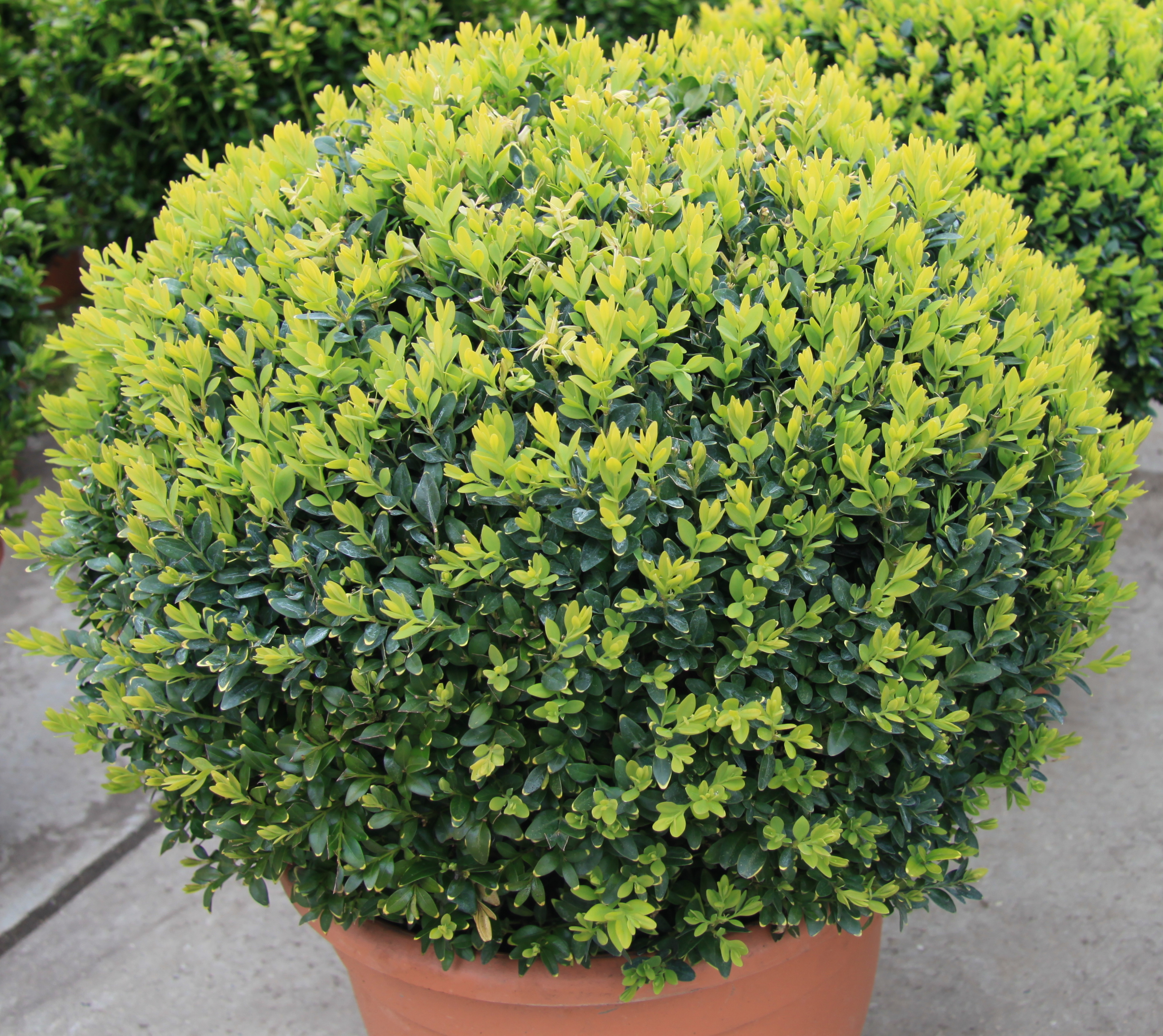 Tuinplanten & haagplanten