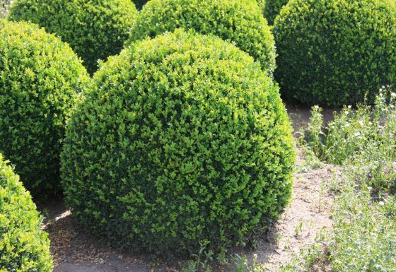 haagplant